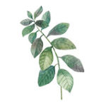 icon-leaf3.jpg